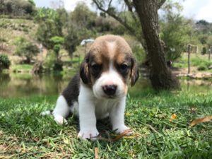 criadero de beagle