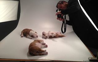 Fotos Bulldog Inglés campaña publicitaria