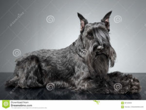 scotish terrier